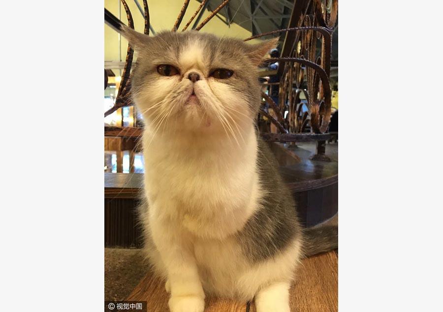 Cats are in the spotlight at this Guangzhou restaurant