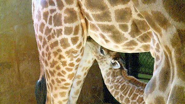 African music helps new giraffe mama calm down