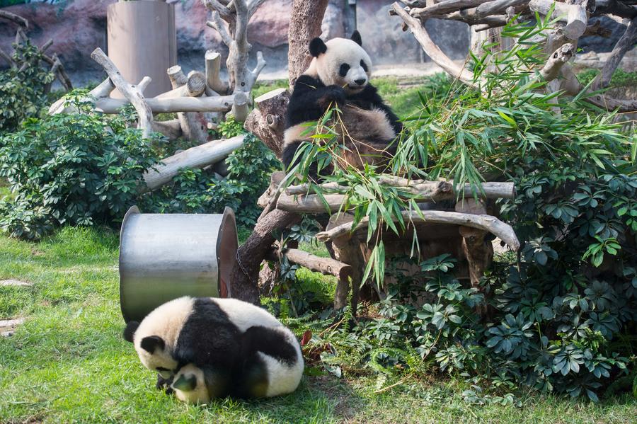 Twin panda cubs celebrate upcoming first birthday in Macao