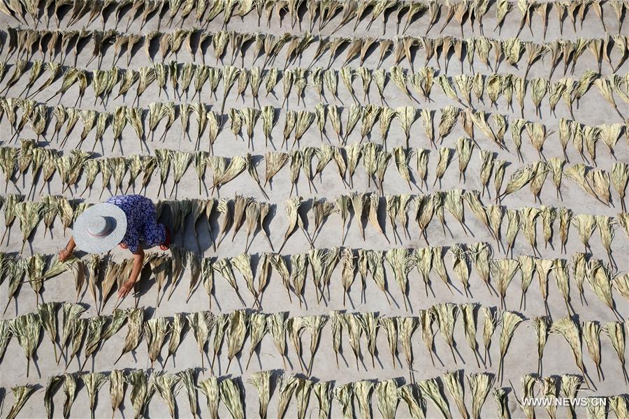 Villagers produce palm fans in Sichuan