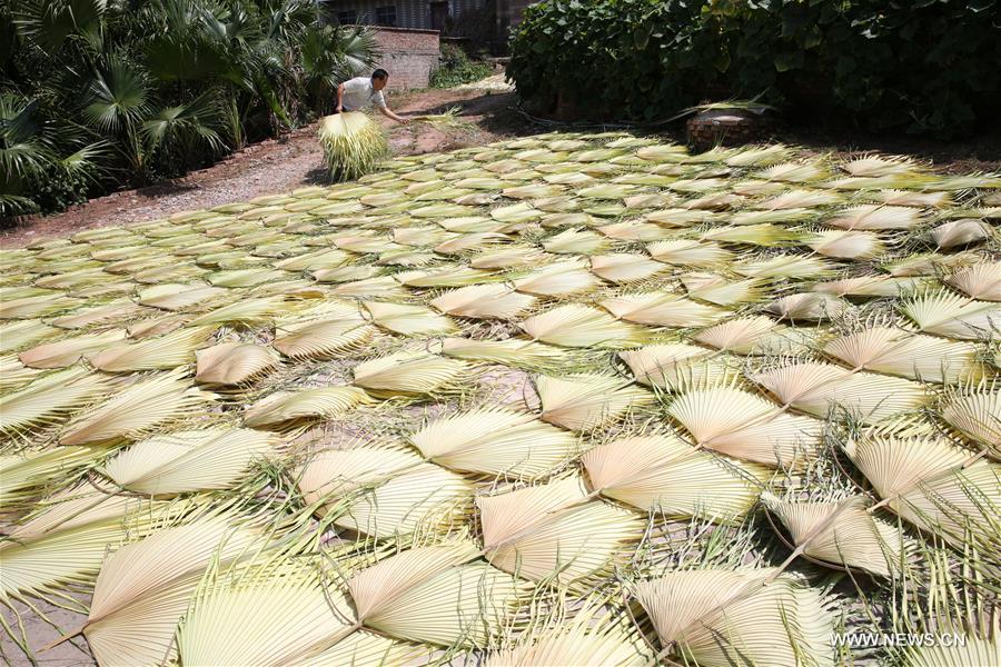 Villagers produce palm fans in Sichuan