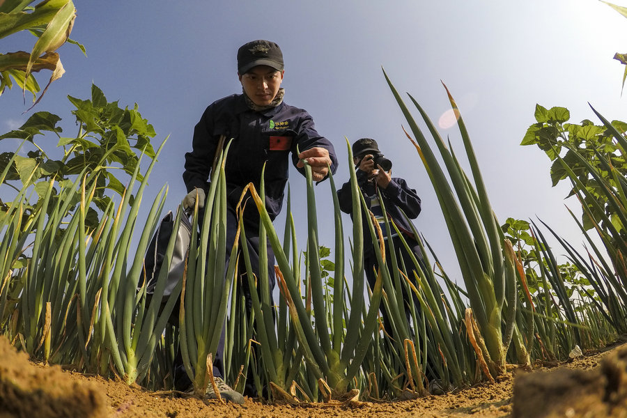 How plants survive in the Ulanbuh sand