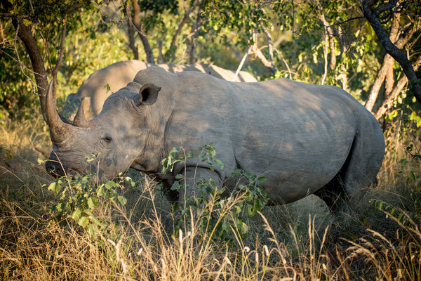 Saying no to poaching