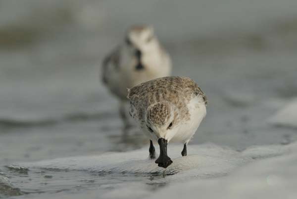 Rare bird finds sanctuary