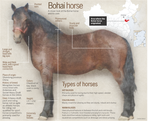 Horse lover rescues the Bohai from extinction