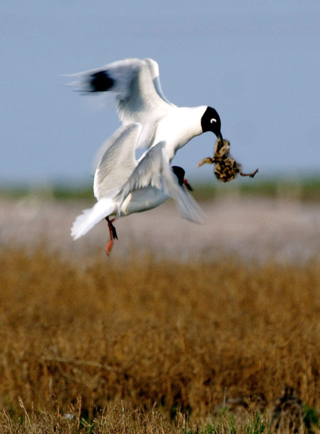 Panjin - seagrass gives red tint to marshlands