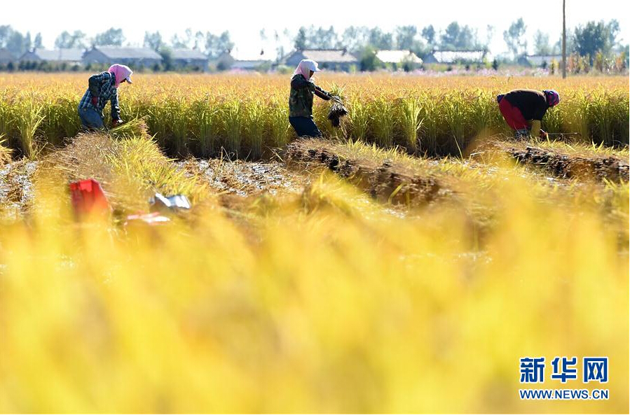 Jilin prepares for golden harvest