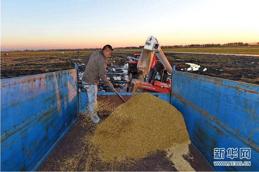 Jilin prepares for golden harvest