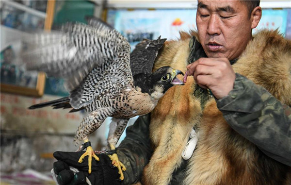 Manchu falconry culture turns to protection