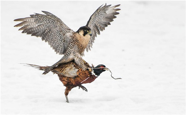 Manchu falconry culture turns to protection