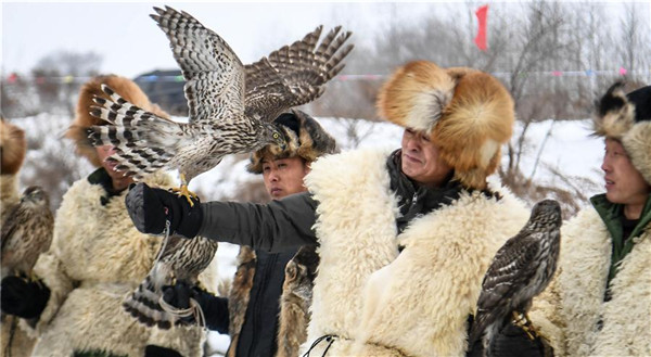 Manchu falconry culture turns to protection