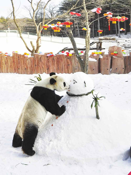 NE pandas busy for Spring Festival
