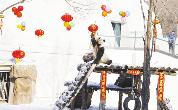 NE pandas busy for Spring Festival