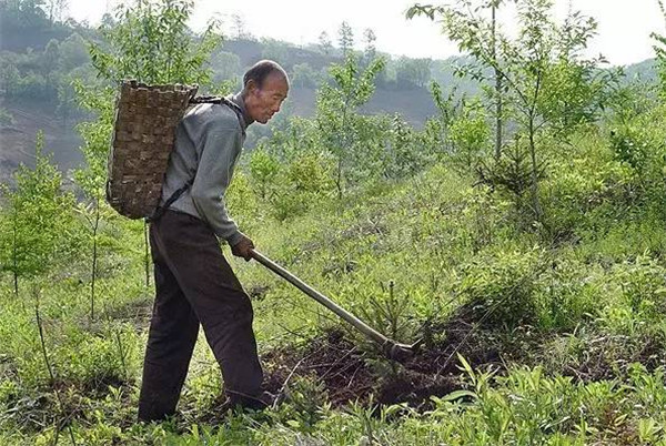 Re-greening mountains in NE China