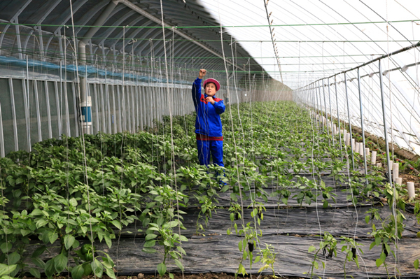 Jilin to increase farmers' income