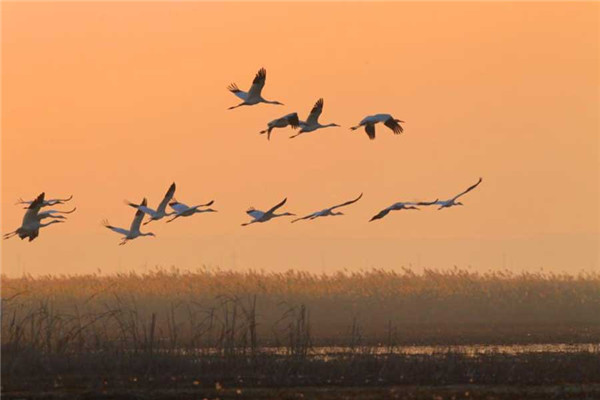 White cranes flock to Jilin to spend spring