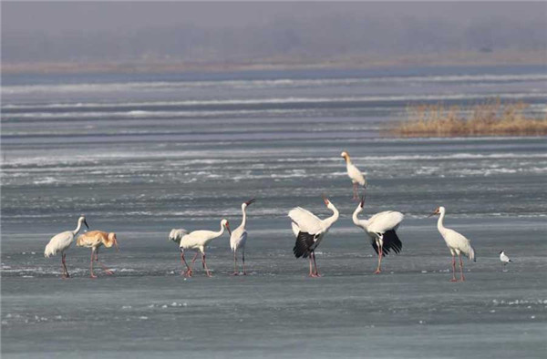 White cranes flock to Jilin to spend spring