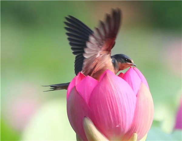 Photographer shoots birds, but nicely