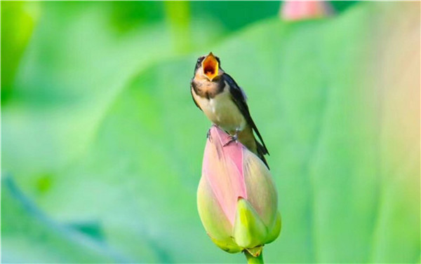 Photographer shoots birds, but nicely