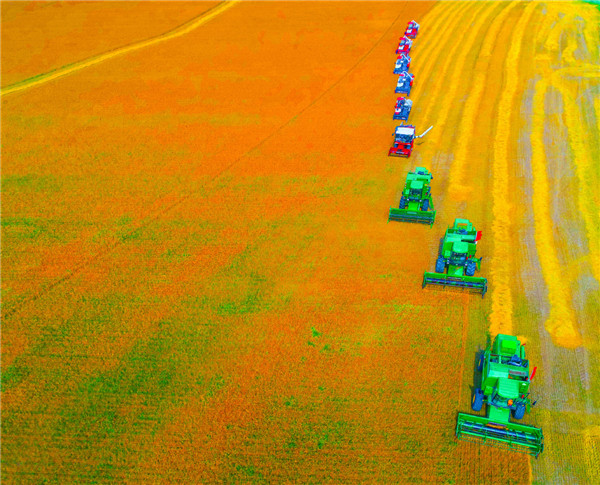 Summer wheat harvest begins