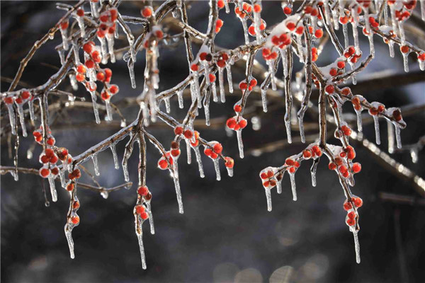 First snow in NE China university campus into winter wonderland