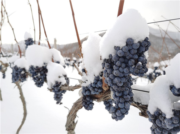 Ice wine festival kicks off in Tonghua