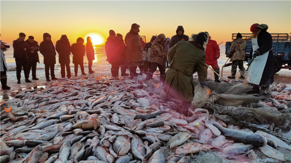 Massive fish haul unfolds on frozen lake in Jilin