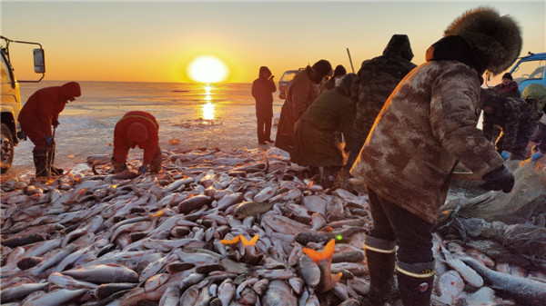 Massive fish haul unfolds on frozen lake in Jilin