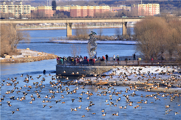 Thousands of wild ducks flock to Changbai Island in Jilin