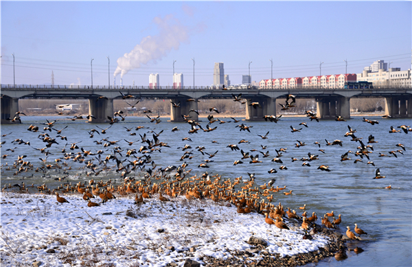 Thousands of wild ducks flock to Changbai Island in Jilin