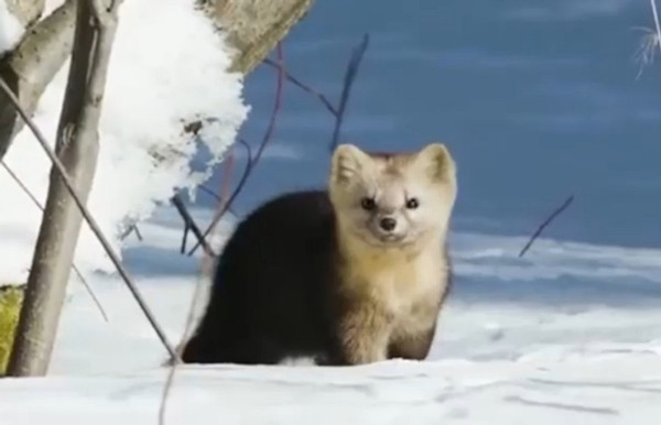 Rare glimpse: Photographer's lens captures sable