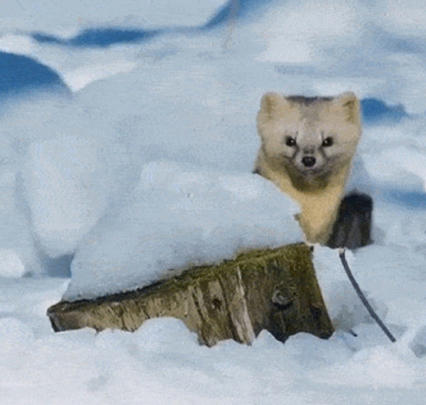 Rare glimpse: Photographer's lens captures sable