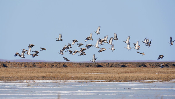 Rare bird comes to call at Jilin nature reserve