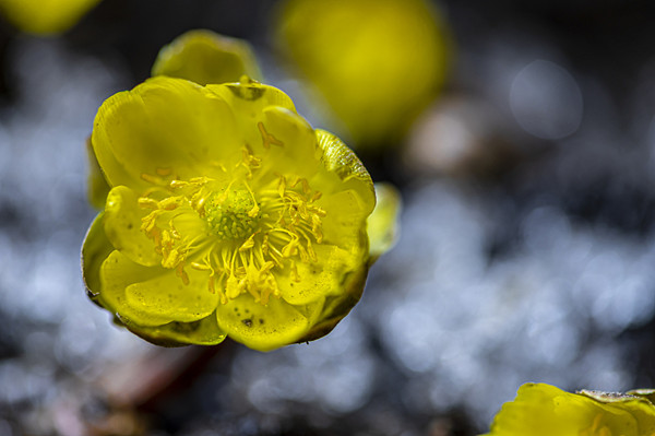 Adonis amurensis flowers bloom in Jilin