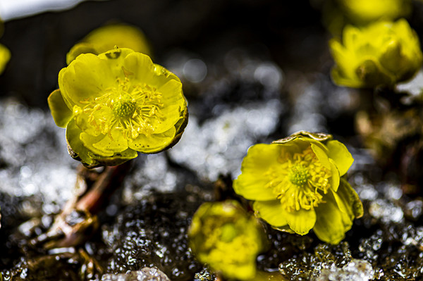 Adonis amurensis flowers bloom in Jilin