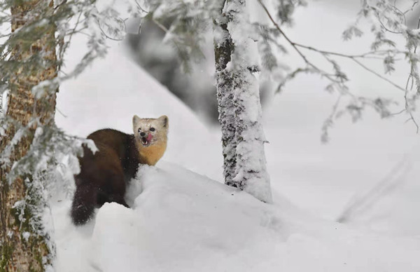 For sables in Jilin, it's not spring just yet