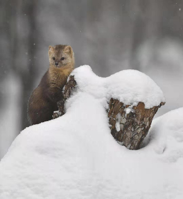 For sables in Jilin, it's not spring just yet