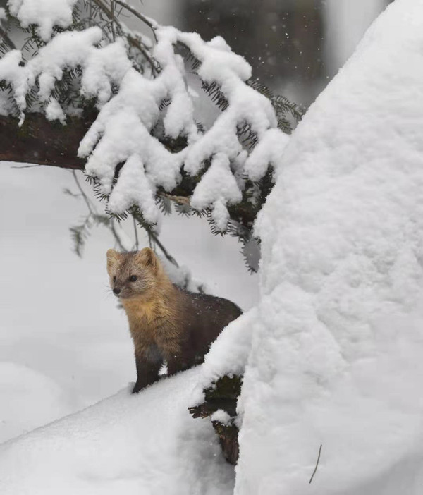 For sables in Jilin, it's not spring just yet