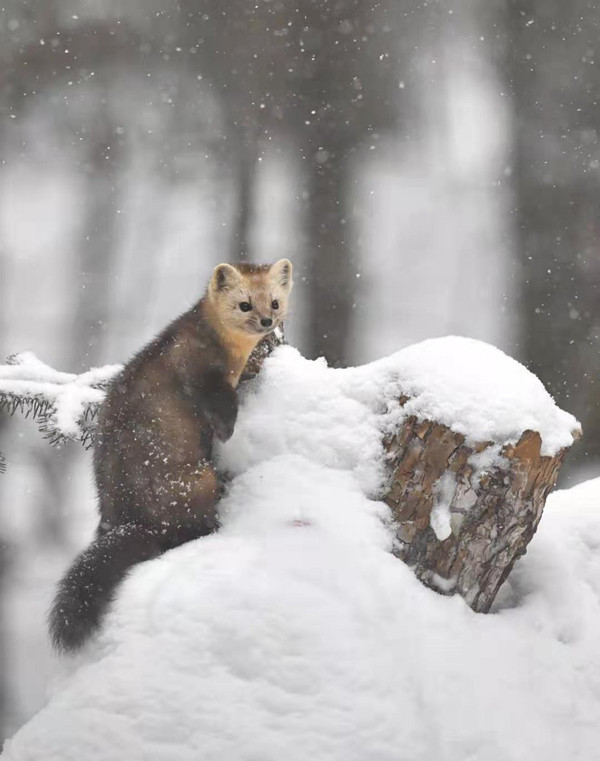 For sables in Jilin, it's not spring just yet