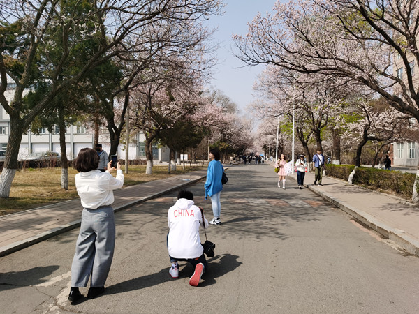 Apricot flower cultural festival opens at Jilin University