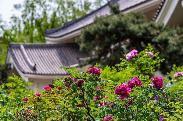 Peony flowers in full bloom in Changchun garden