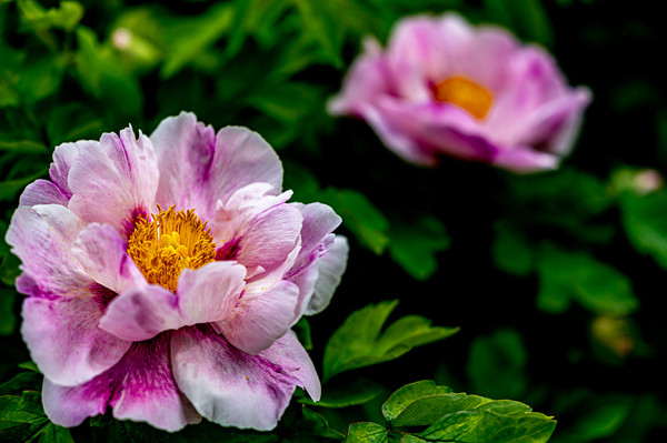 Peony flowers in full bloom in Changchun garden