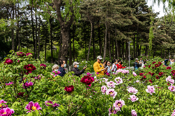 Peony flowers in full bloom in Changchun garden