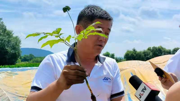 Ginseng farming boosts villagers' incomes in Jilin province