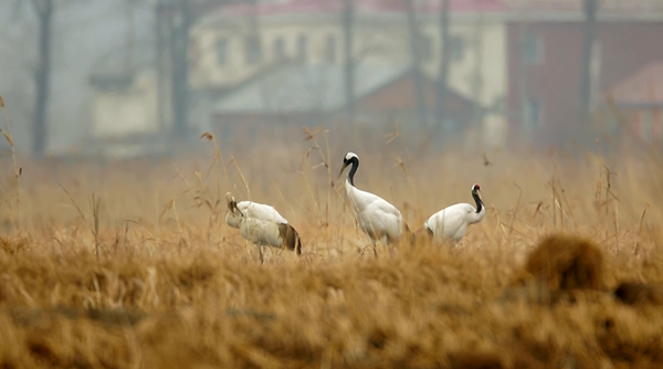 Jingxin Wetland welcomes rare birds in early spring