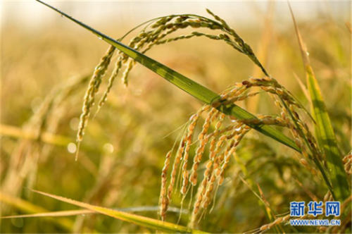 Yanbian: Harvest season of rice