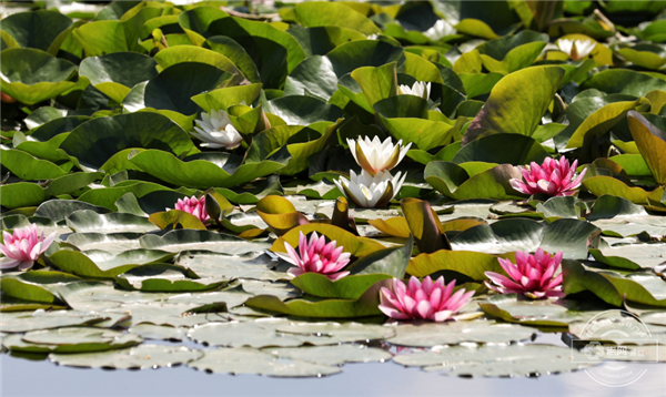 Water lily flourishing in Changchun