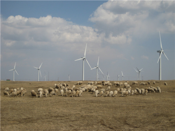 Wind farm equipped with wind turbine blades of Shanghai FRP Research Institute