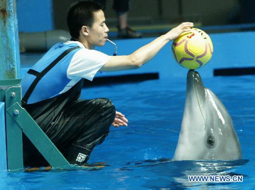 Dolphins' World Cup held in Hefei Aquarium