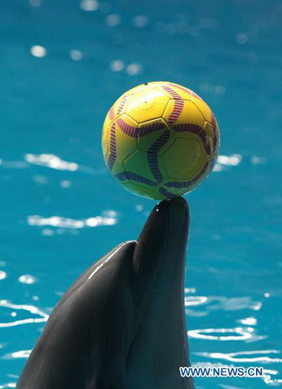 Dolphins' World Cup held in Hefei Aquarium